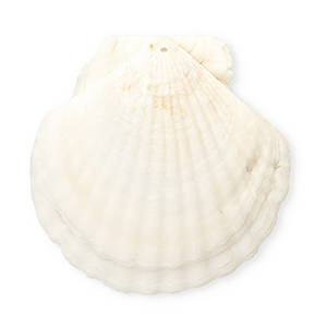 Shell pendants specials scallop White